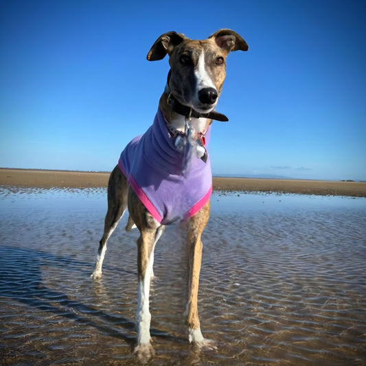 Warm Wear Jumper                Coast Collection