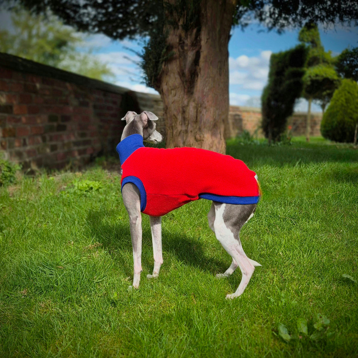 The Daisy Limited Edition          Jumper